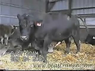 Horny bull-calf's cock is getting harder and harder