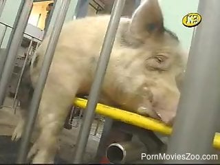 Animal keeper loves jerking off the swines before killing them