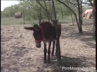 Outdoor orgy focusing on crazy bestiality fucking