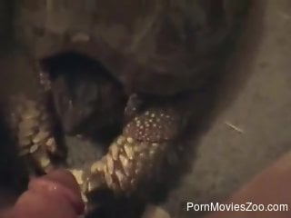 Turtle is going to worship cock in POV as well