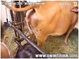 Animal porn and bestiality