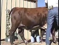 Zoo porno and bestiality