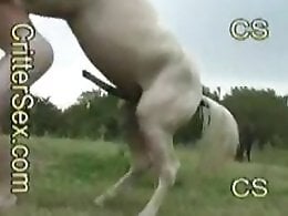 Animal porn videos and ZOO PORN