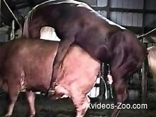 Porn Zoo Tube