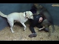 ZOO Porn and bestiality tube