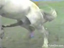 Animal porn and bestiality